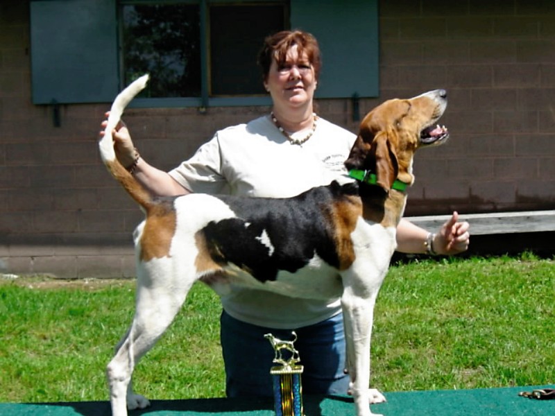 coonhound bench show